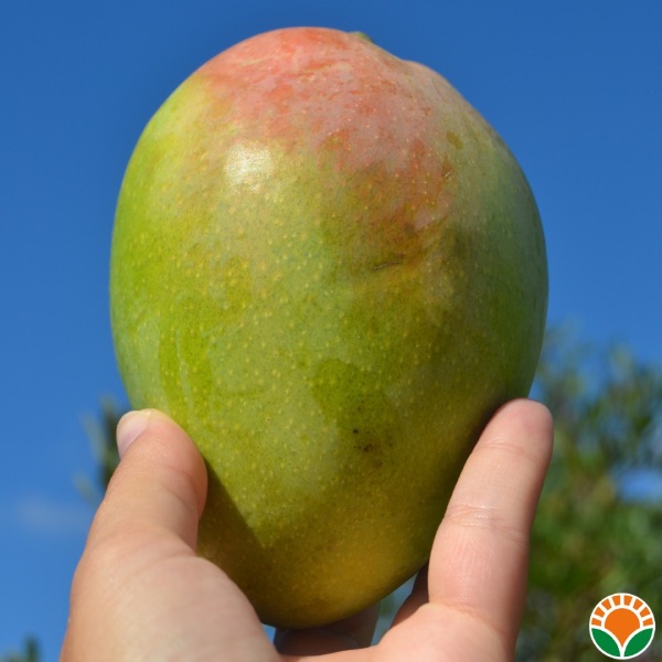 Il Mango Siciliano BIO: storia e curiosità