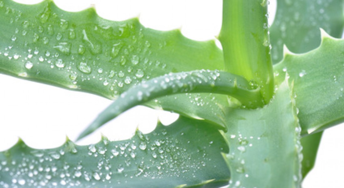 Si arricchisce la nostra linea di Aloe Arborescens!