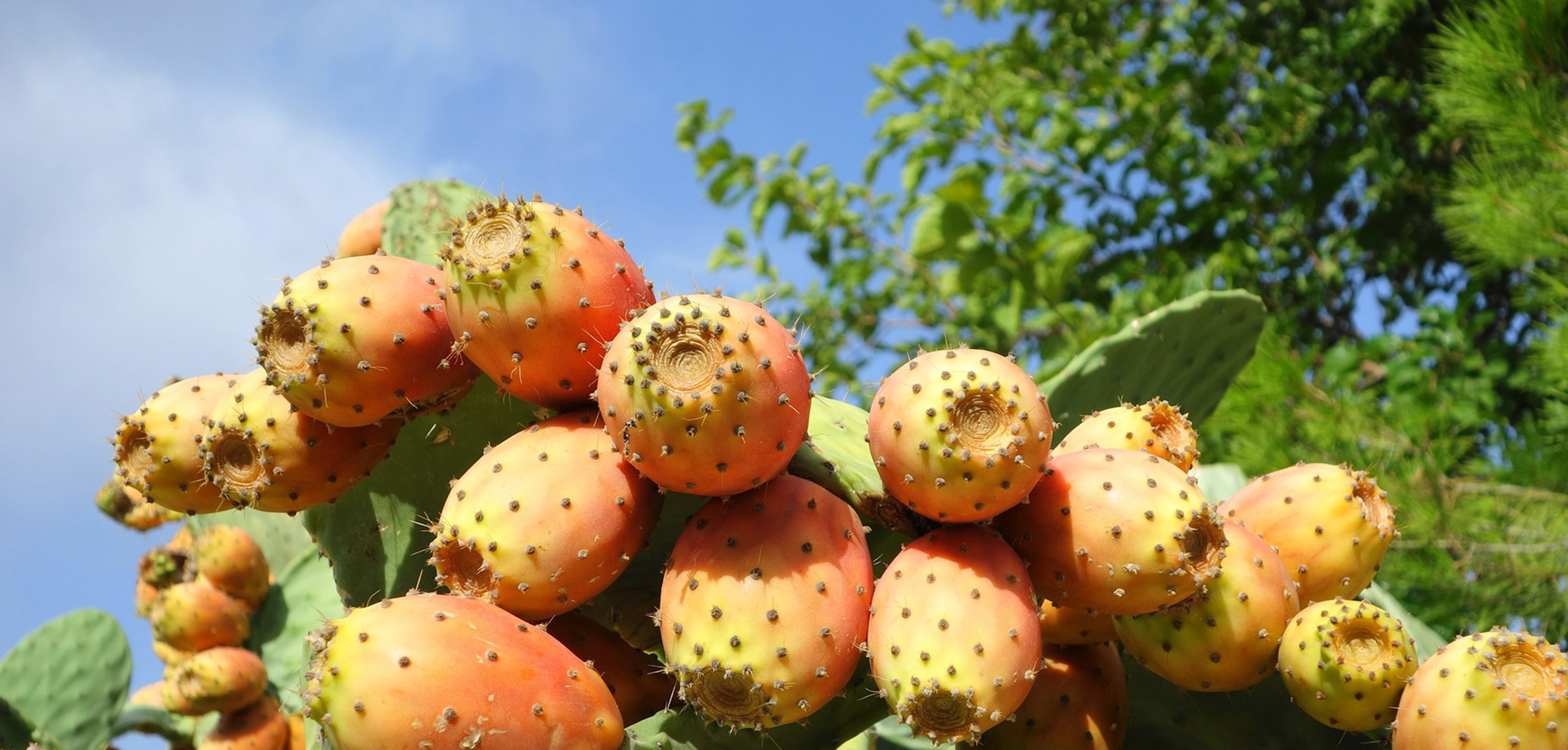 Grande successo per i nostri Fichi d'India biologici!