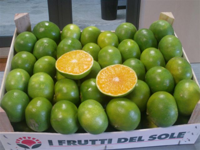 Il mandarino miyagawa inaugura la stagione degli agrumi I Frutti del Sole