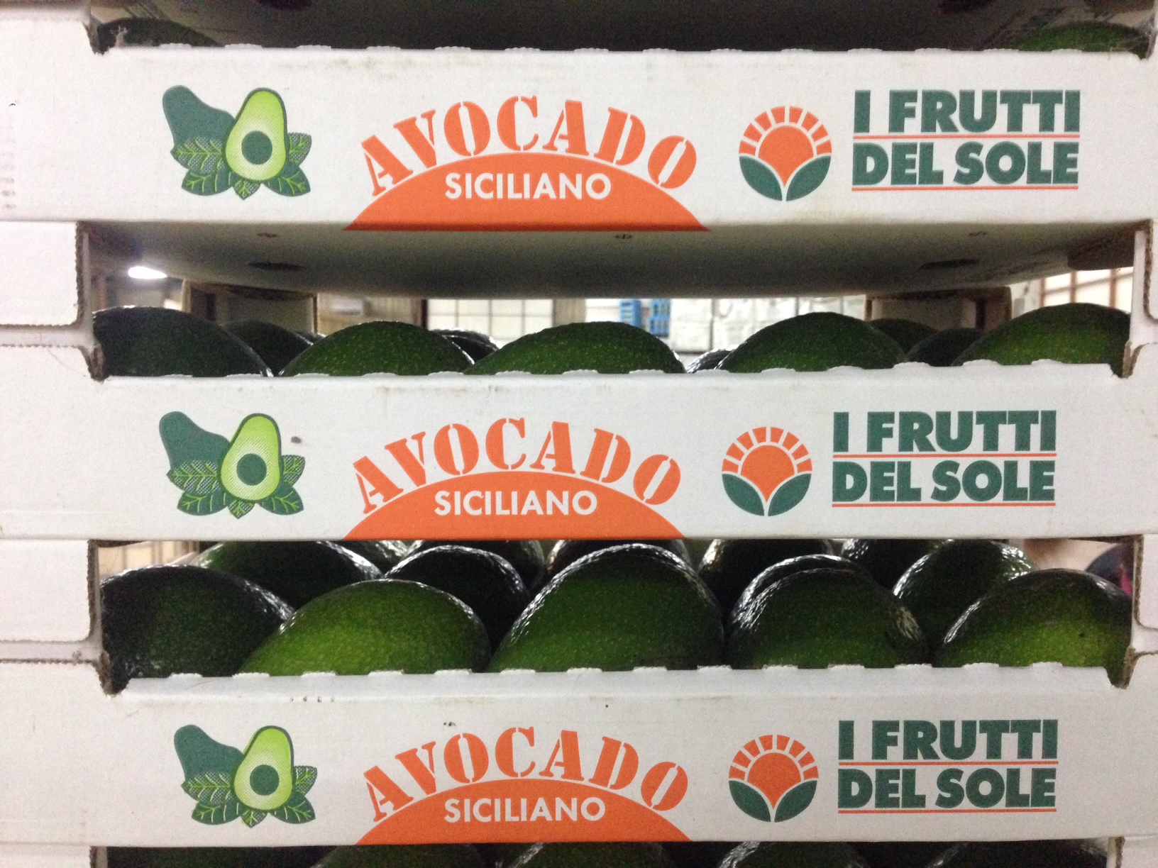 L'avocado biologico siciliano, si comincia!