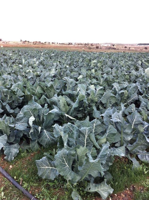 Tutto il sapore dei cavoli biologici siciliani!