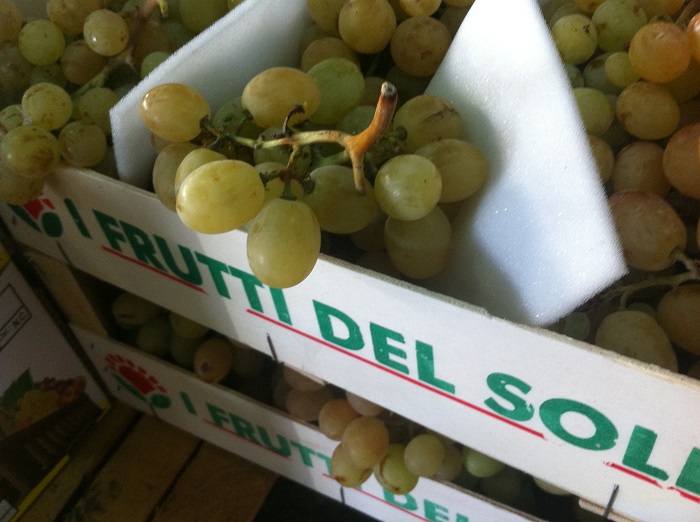 L'uva Italia biologica è pronta!