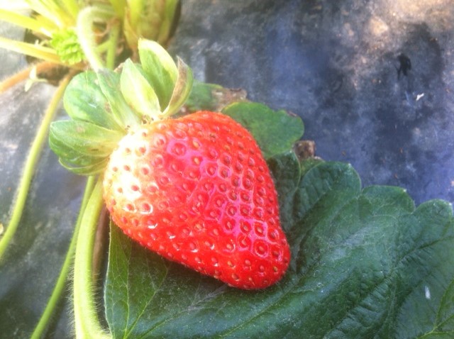 Iniziano i preparativi delle fragole biologiche I Frutti del Sole!