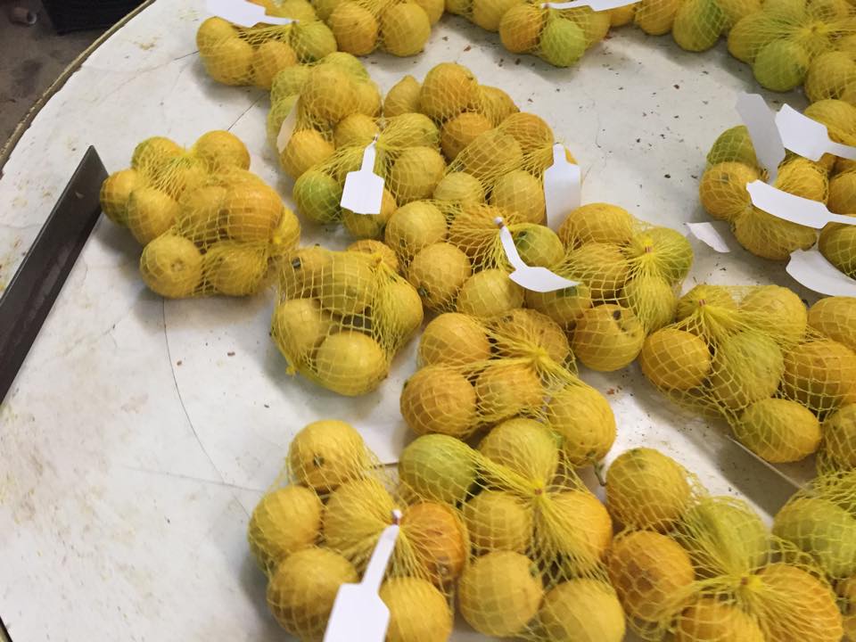Continua la stagione dei limoni Primo Fiore biologici