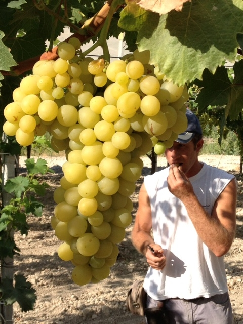 L'uva Italia I Frutti del Sole è stata già consegnata in Francia