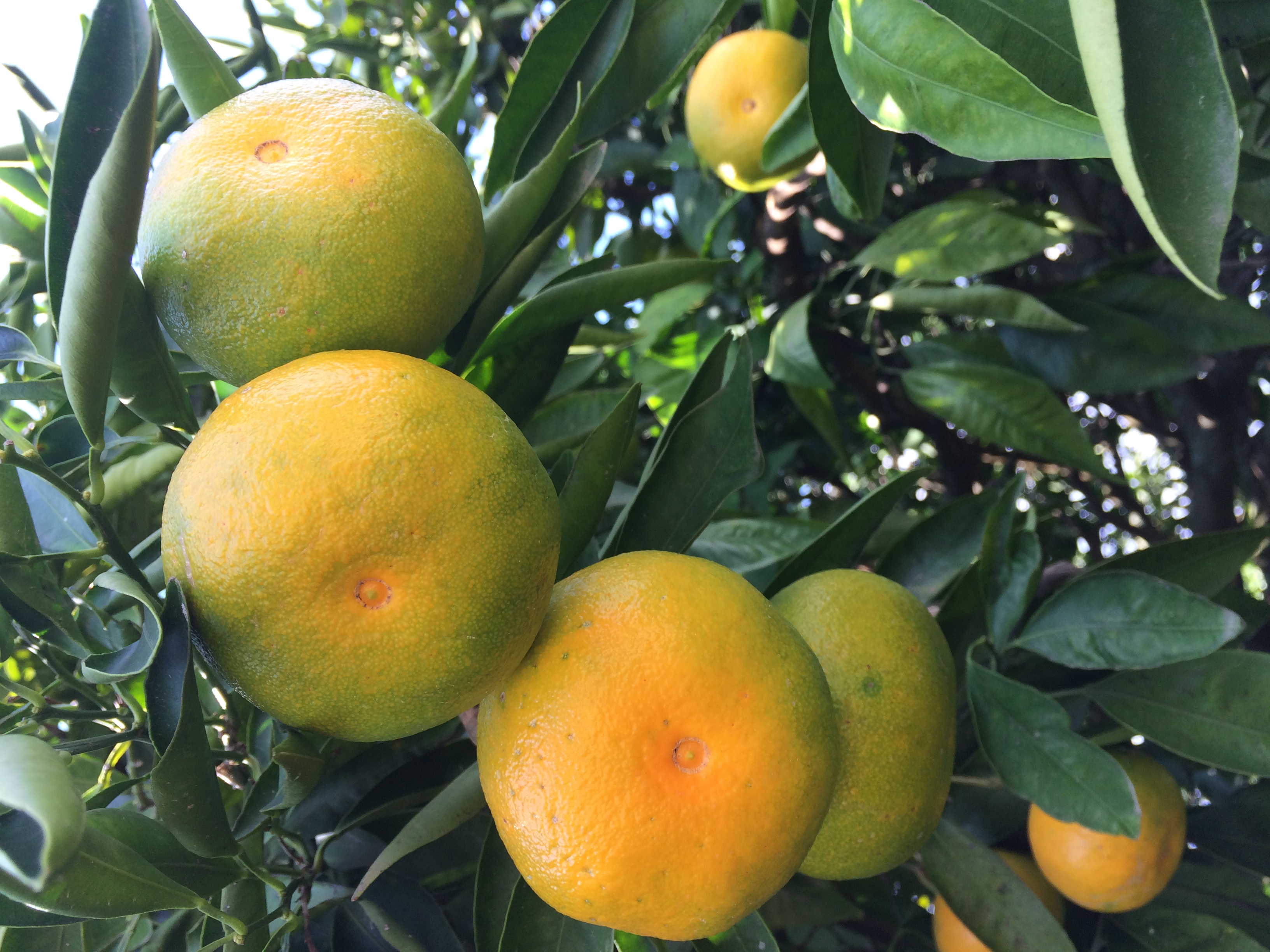 Delizie d'autunno in arrivo ai Frutti del Sole: i Mandarini Primosole!