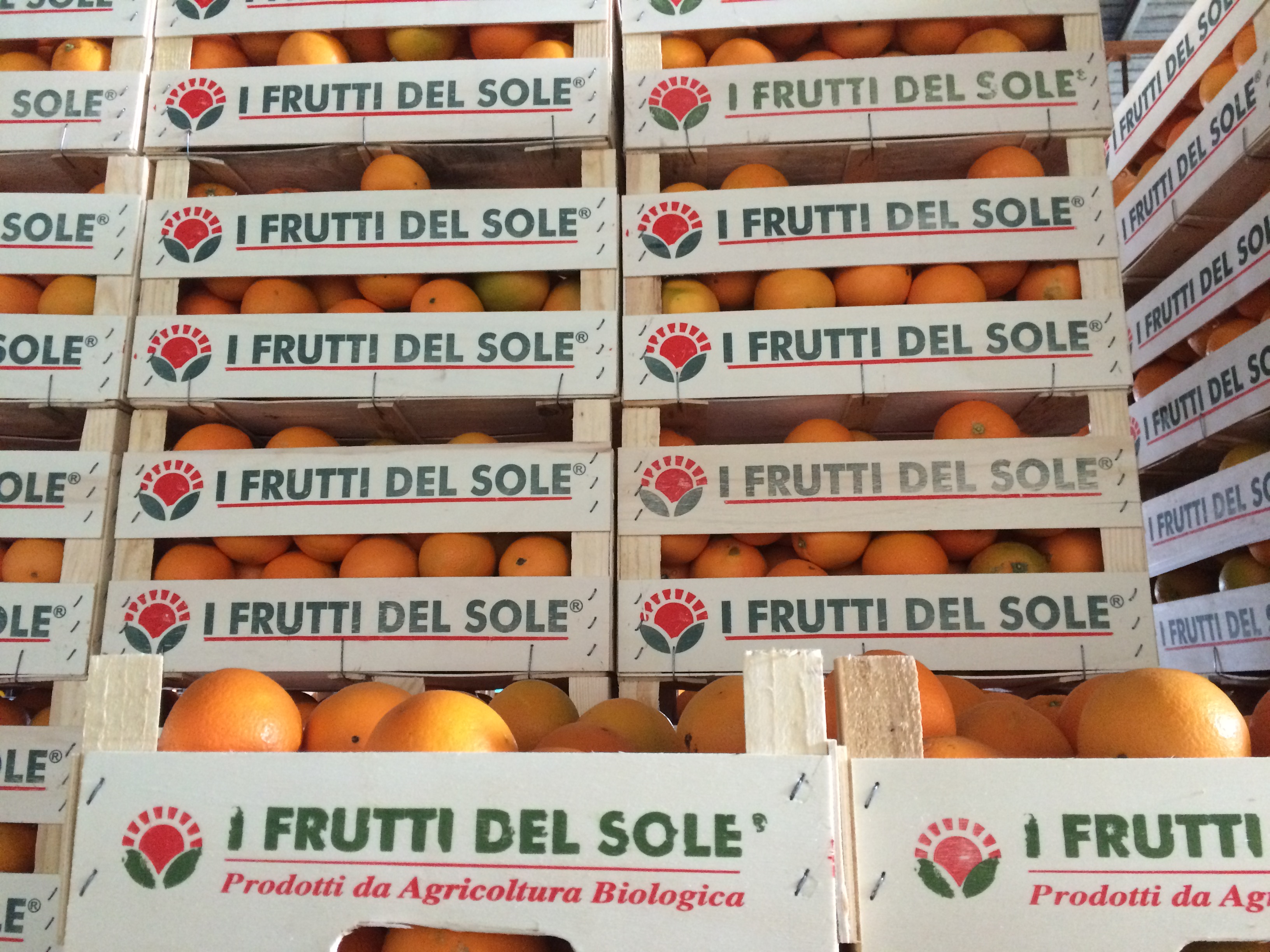 Appena raccolte: le Arance Navel de I Frutti del Sole sono pronte!