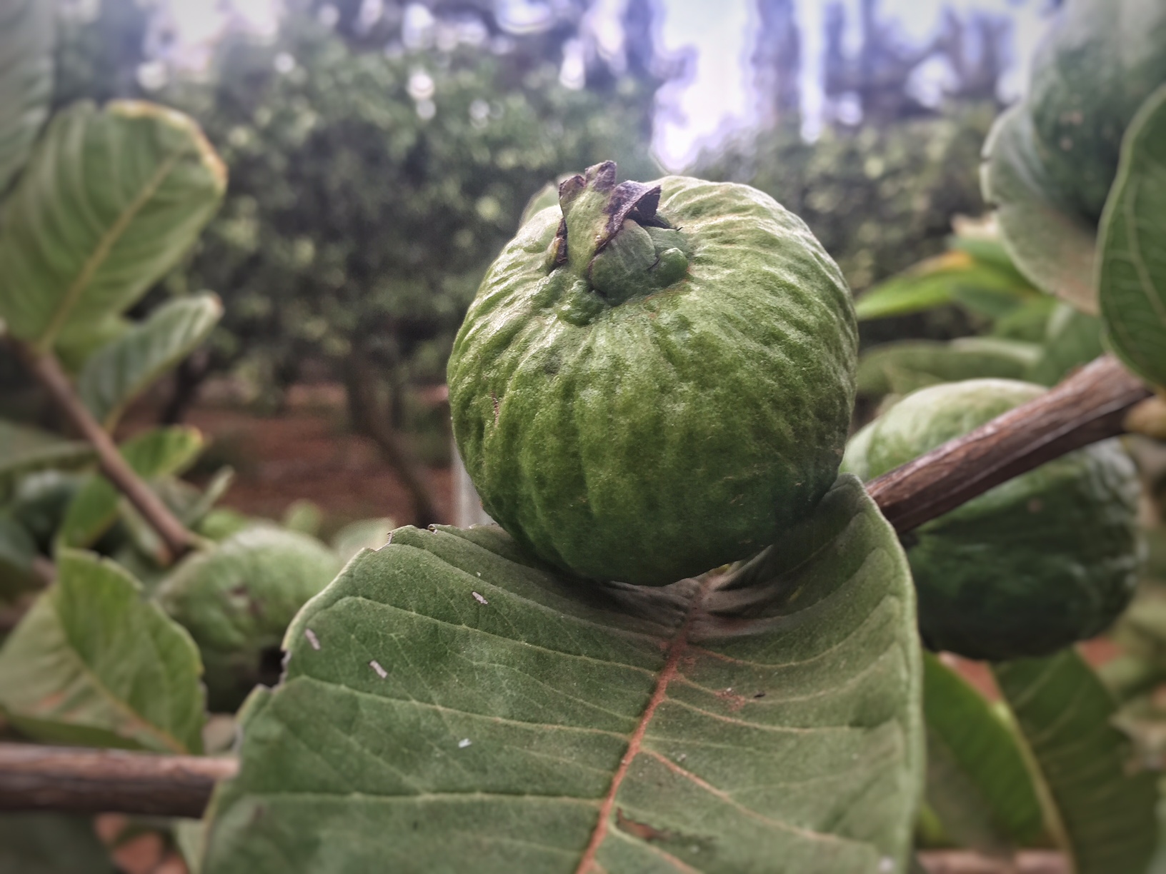 La frutta tropicale è diventata una delle nostre specialità!