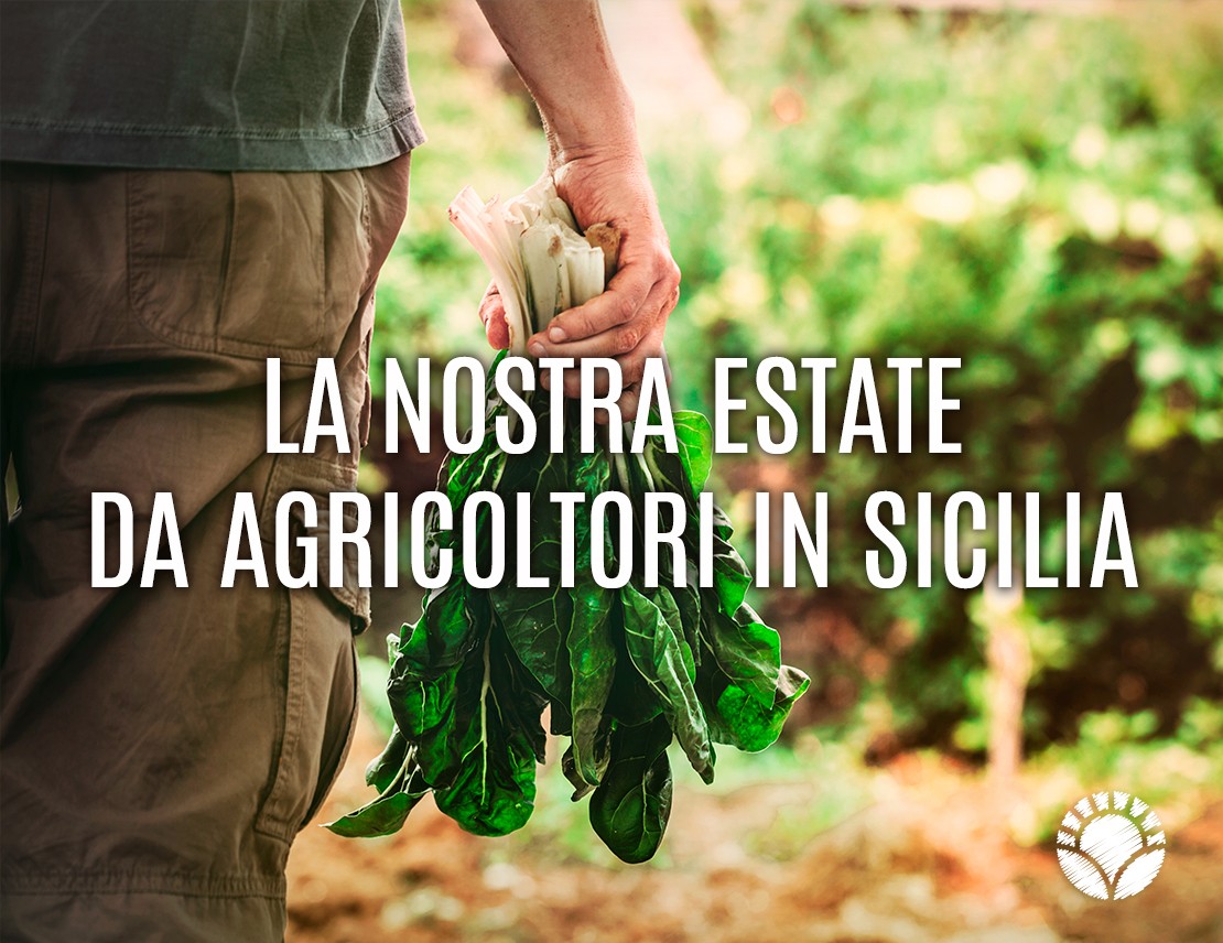 La Nostra Estate Da Agricoltori In Sicilia