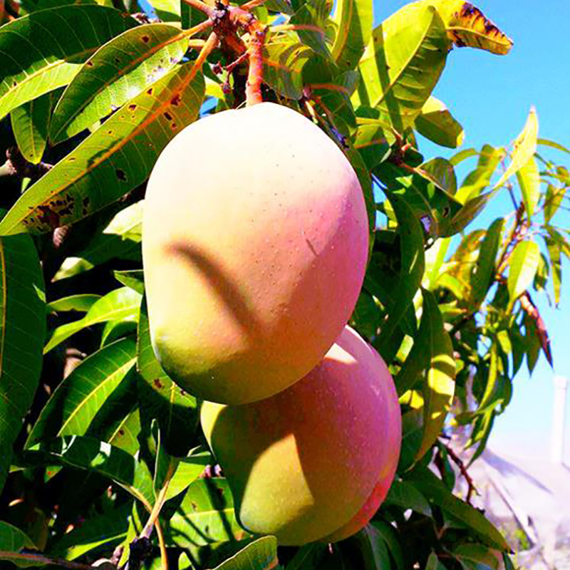 Il Mango bio siciliano è I Frutti del Sole!