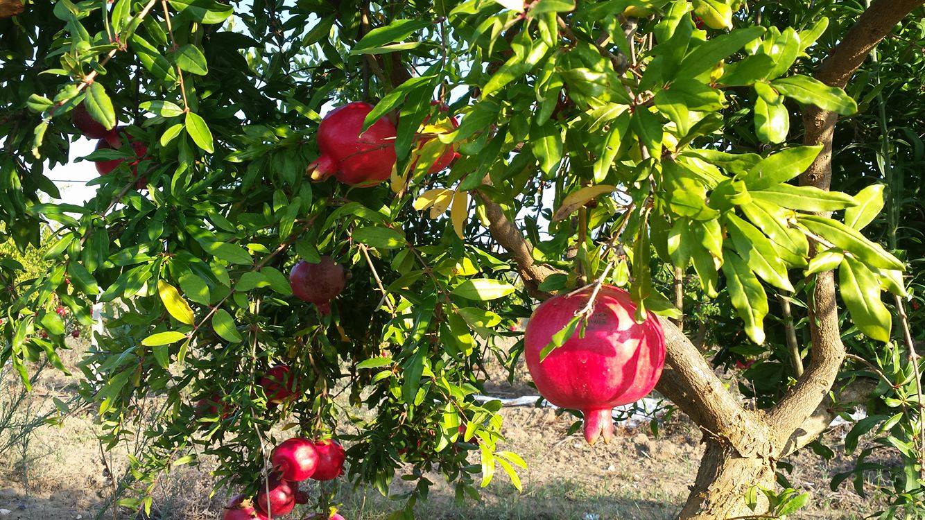 I melograni biologici sono pronti!