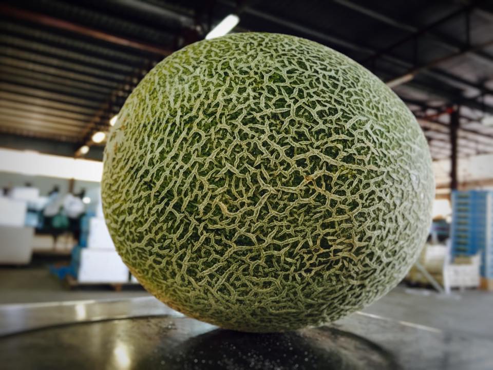 Il melone biologico Galia: polpa bianca e gusto speciale!