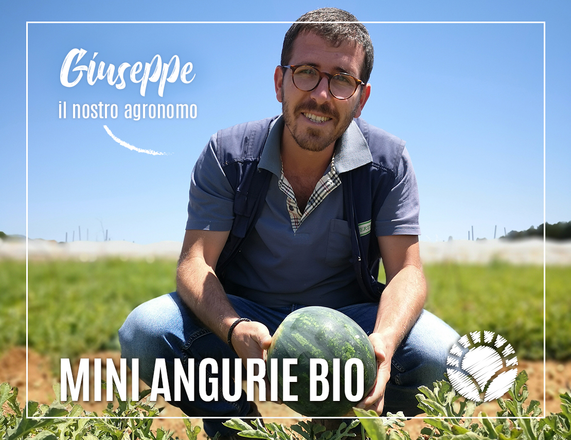 Ecco Le Nostre Mini Angurie Bio