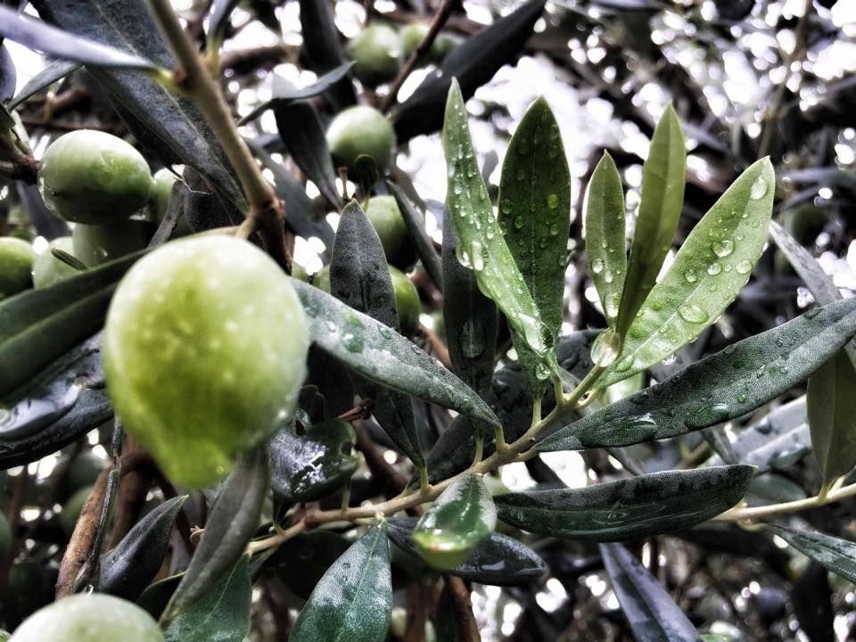 E' iniziata la raccolta delle olive biologiche I Frutti del Sole