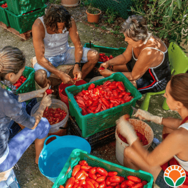 La salsa fatta in casa con i pomodori BIO