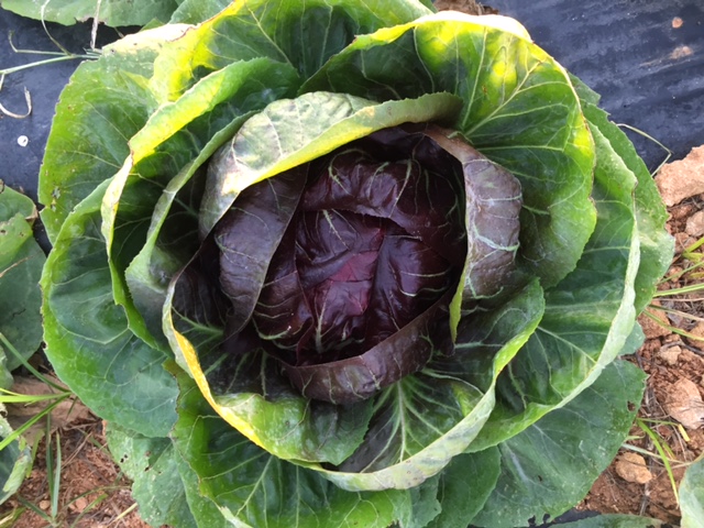 Raccogliamo il radicchio biologico!