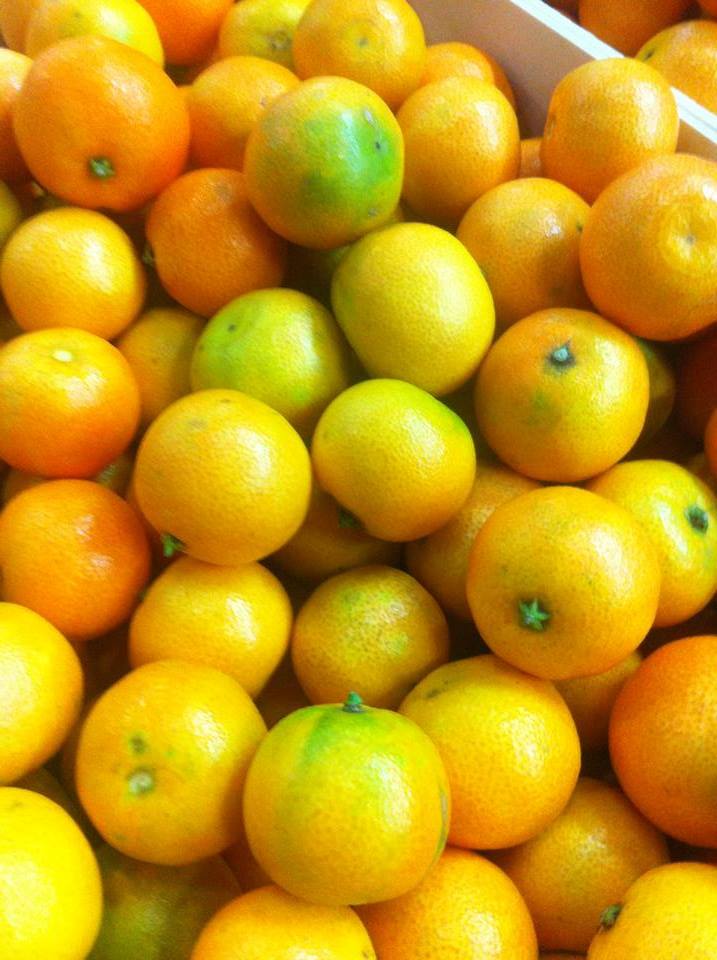 Le clementine biologiche I Frutti del Sole sono all'apice della maturazione!
