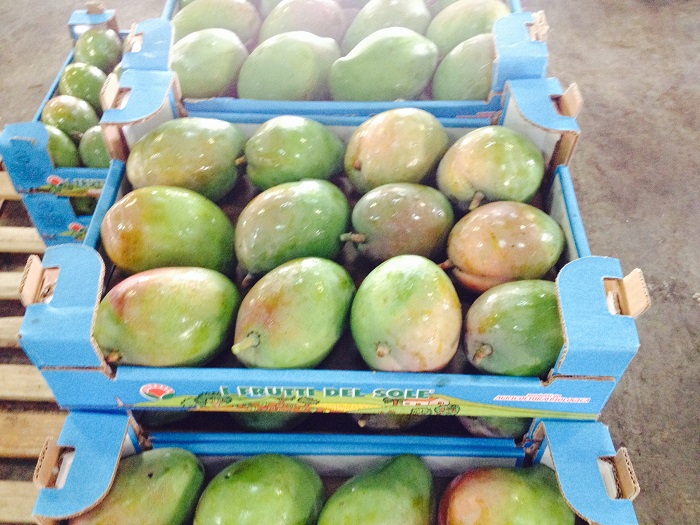 Il Mango Kensington Pride Biologico I Frutti del Sole!