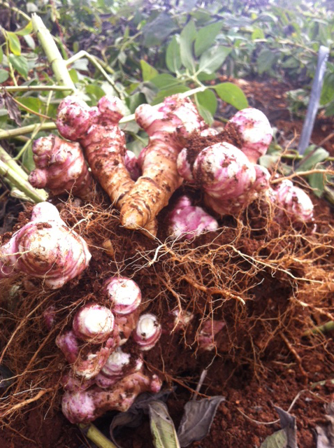 Il topinambur biologico è pronto per la raccolta!