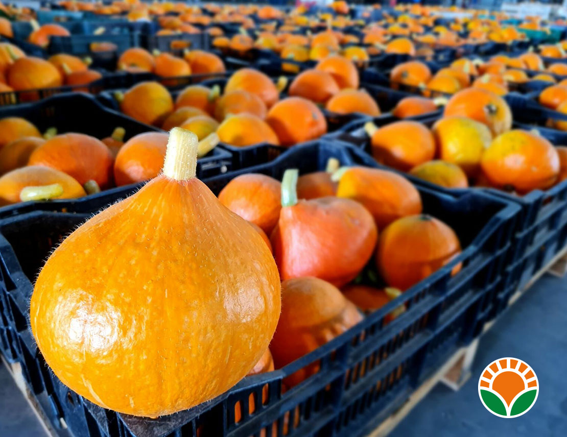 Zucche Hokkaido appena raccolte... alla riscossa!