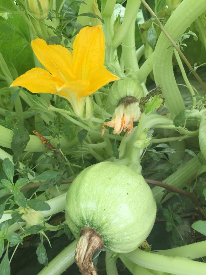 Zucchino tondo: l'aperitivo biologico è servito!