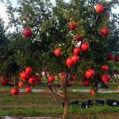 Azienda Agricola Giacomo Gatì