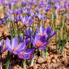 Naturalmente Zafferano Bio