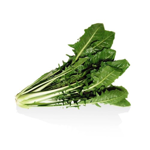 Cicoria Catalogna BIO