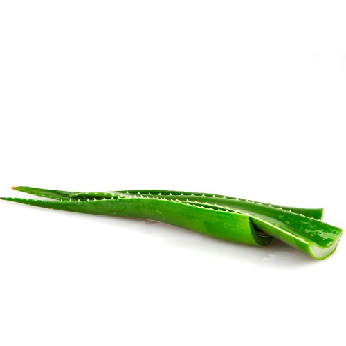 Foglie di Aloe Vera Fresche BIO