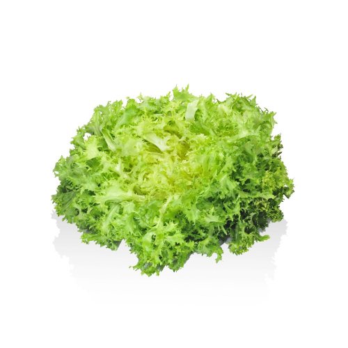 Indivia Riccia BIO
