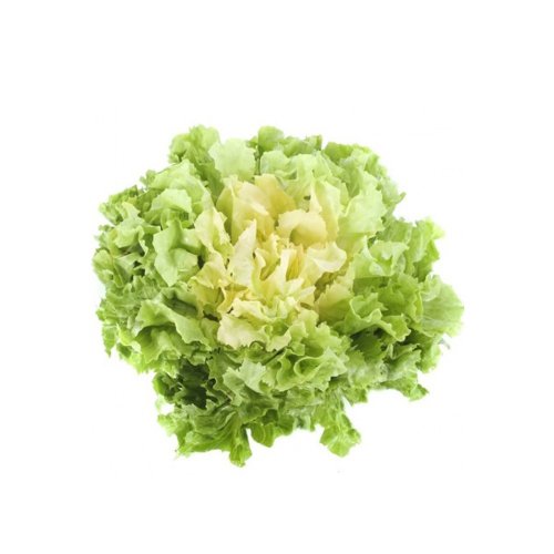 Indivia Scarola BIO