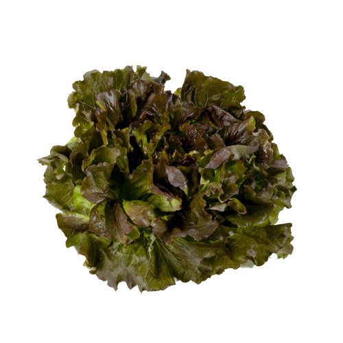 Lattuga Canasta BIO