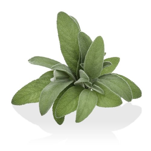 Salvia Fresca BIO